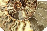 Cut & Polished Ammonite Fossil (Half) - Madagascar #207442-1